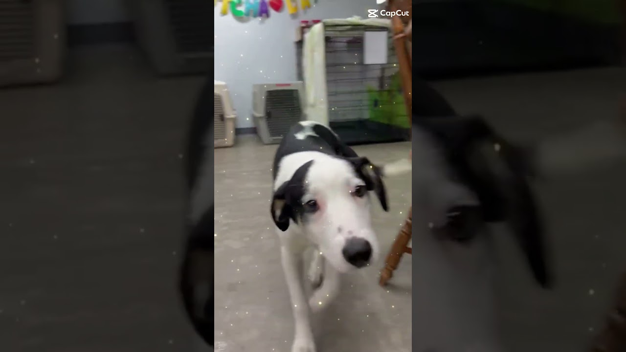 Lumi - SOS Lumi Needs a HOME!, a Adoptable mixed breed in Archbold , OH video 2/5