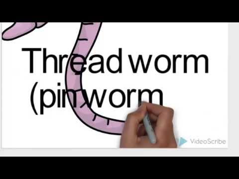 Pinworm punciban, Pinworm punci Pinworm meddőség