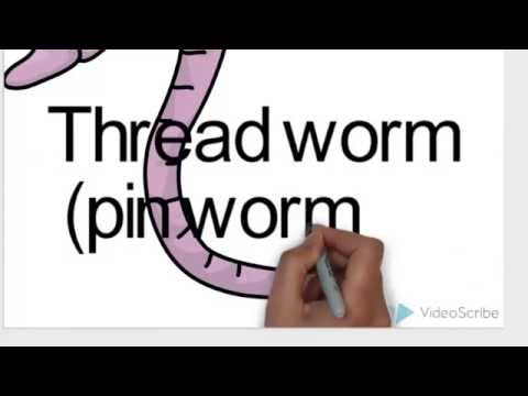 Pinworms roundworm férgek kezelése