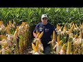 Corn Maturity Update: In the Field with Dr. John McNamara August2 2, 2022