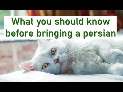 What you should know before bringing a PERSIAN CAT ? 2021