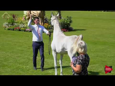 N.8 AV PURPLE RAIN - Chantilly 2018 AHO World Cup - Yearling Fillies (Class 1B)
