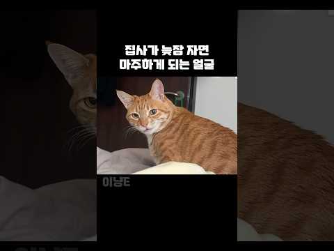 고양이 키우면서 가장 소름돋을 때