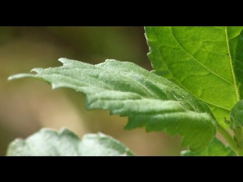 comment appliquer huile essentielle de clou de girofle