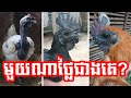 តើពូជមាន់ខ្មៅមួយណាដែលថ្លៃជាងហើយ រស់ជាតិតឆ្ងាញ់ជាងគេ និងពិបាកចិញ្ចឹមជាងគេ which the most expensive