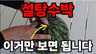 설탕수박 고르는방법 이거만보면 끝!  #수박고르는방법 #설탕수박고르는법 #수박고르기 #맛있는수박고르는방법 #…