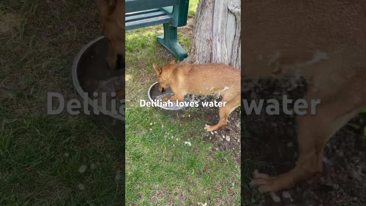 Enlarge Delilah, a Adoptable mixed breed in Durango, CO video 3/4