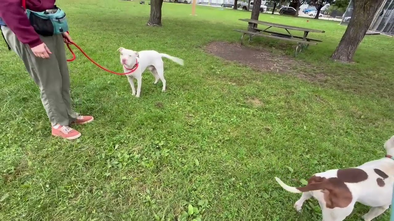 Aislynn's Leash Test