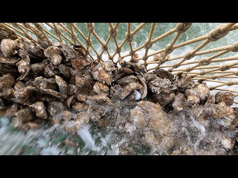 Trailer A Passion for Oysters (2023)
