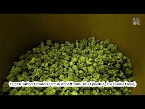 ガンジャガンジャ 2020 ｜Bonsiva 373 / GANJAH GANJAH 2020 - Feature Tabla MIX　大麻大麻　ボンシバ南　Ganja Ganja 南ぼんしば