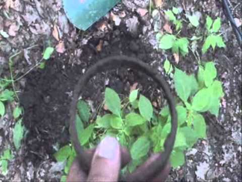 Moje Wykopki (Odc  99)