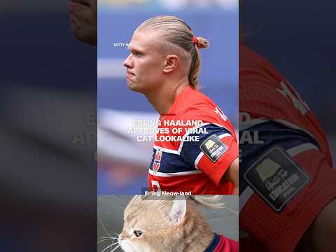 Erling Haaland approves of viral cat lookalike