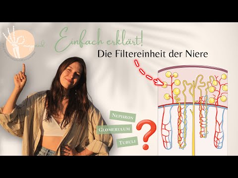 Prüfungsvorbereitung zum Heilpraktiker: Niere I - So funktioniert die Filtereinheit