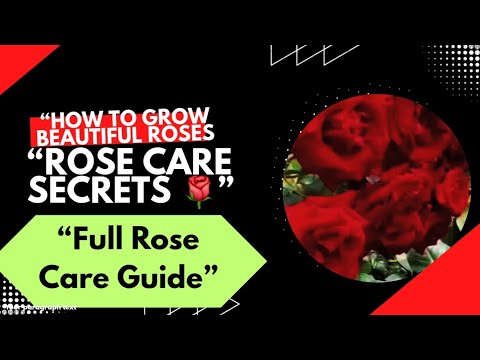 Rose Plant Care Tips | Get More Flowers on Your Roses 🌹