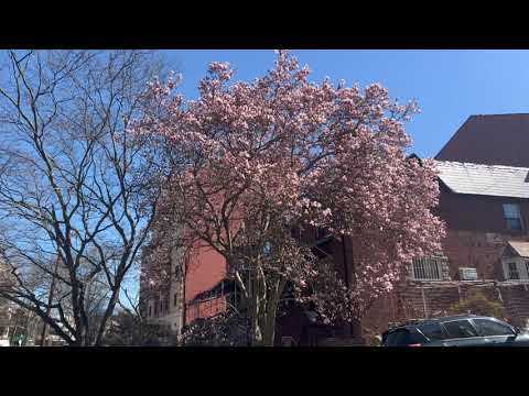 week in the life 04/07/23: NYC Spring Time!