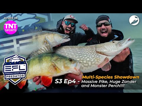 🏆 European Fishing League 2024 - EFL S3 Ep4: MASSIVE PIKE! HUGE ZANDER! MONSTER PERCH!