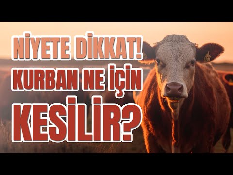 Kurbanınız Yetimlere Gitsin, Videosu Cebinize Gelsin!