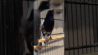 Download lagu Kacer Hitam nembak GACOR ‼️ #suaraburungkacer #kacergacor #burungkacer #kacer mp3