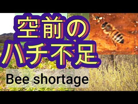 経済学科 晴蜂雨読 ㊾／コメ不足の次はミツバチ不足なのか？それがフルーツや野菜の不足へとつながる可能性。今年の作物の受粉がとても心配 (2025年4月、その3)／山崎亮一／日英字幕付き／Bee shortage