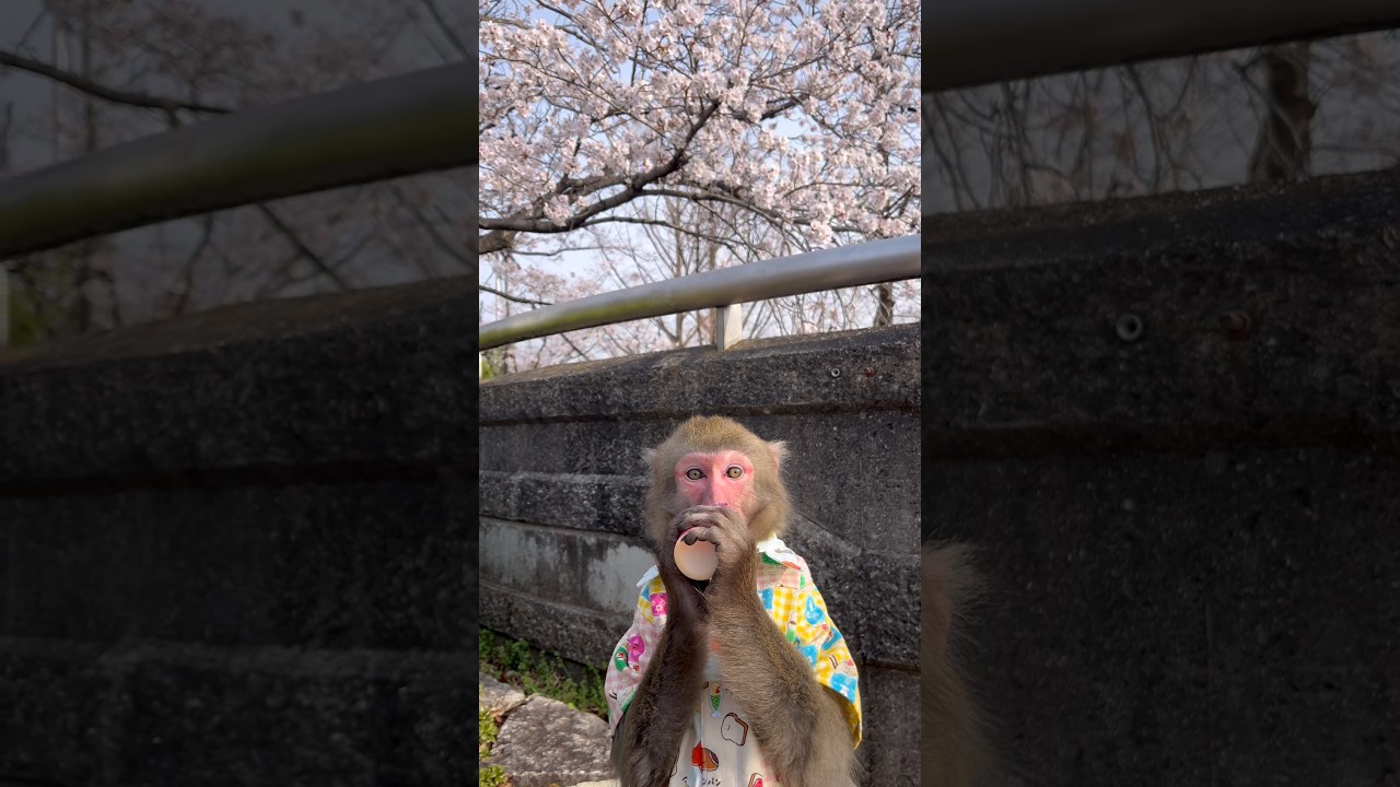 Qたろうジュニア、一足先にお花見🌸