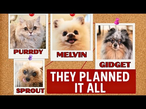 Caught on Camera: My Pets Sabotage Bath Day