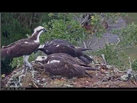 Skidaway Audubon, Savannah GA Osprey Nest ~ 13 May 2017