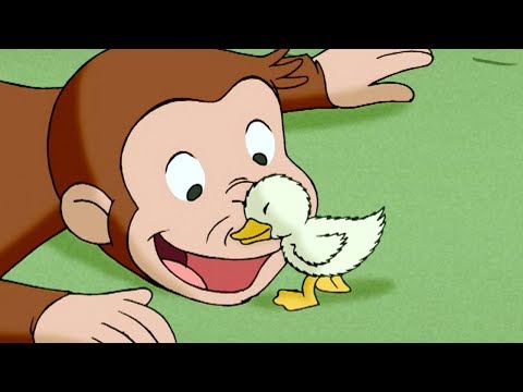 Curious George 🐵 A Monkey's Duckling 🐵 Kids Cartoon 🐵 Kids Movies | Videos for Kids