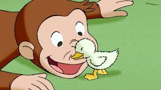 Curious George 🐵 A Monkey's Duckling 🐵 Kids Cartoon 🐵 Kids Movies | Videos for Kids