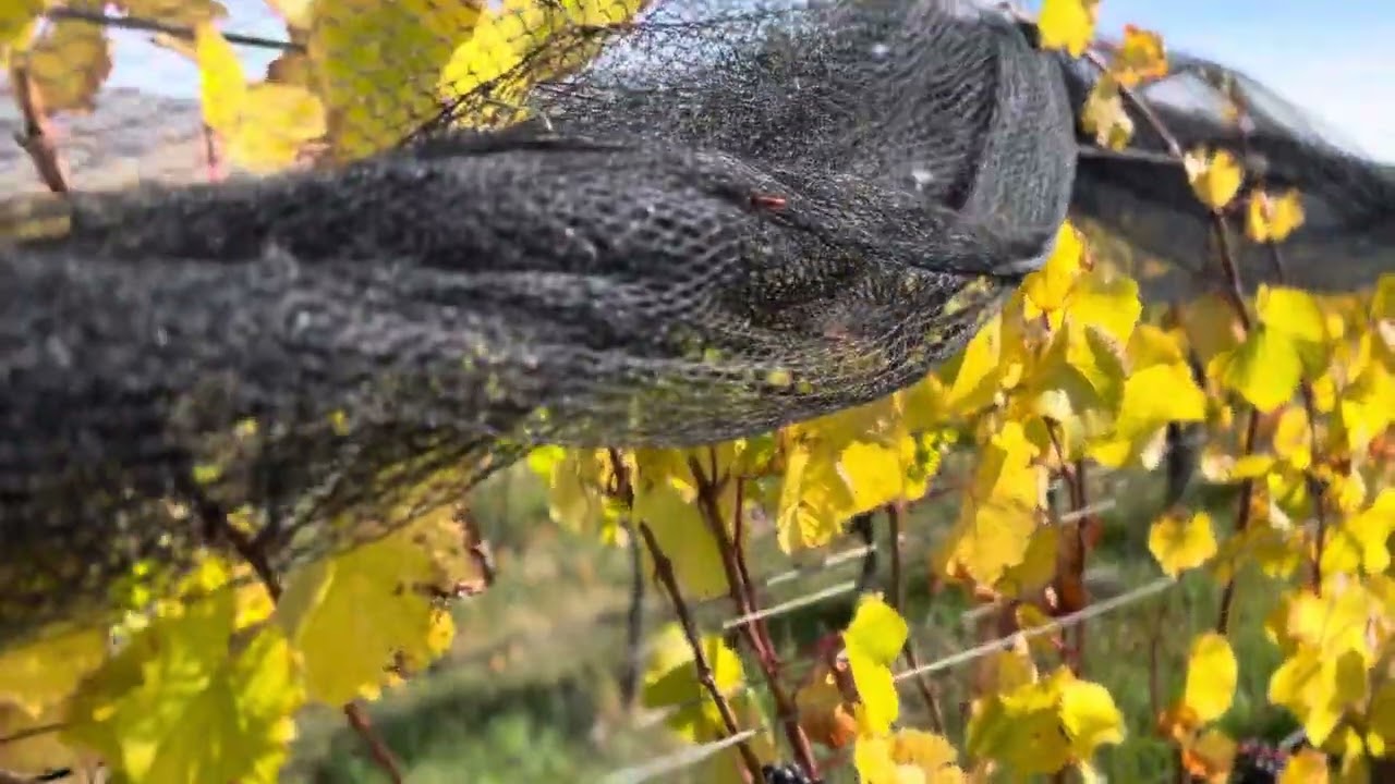 Discover a glimpse of vineyards at Wanaka.