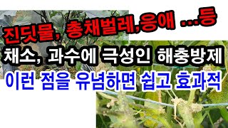 채소,과수에 극성인 진딧물, 총채벌레, 응애,가루이... 등 해충방제, 이런 점을 유념하면 쉽고 효과적(진딧…