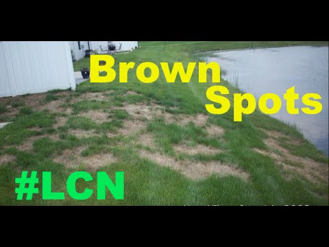 Lifestyle: Fight brown spots in the lawn | 2025