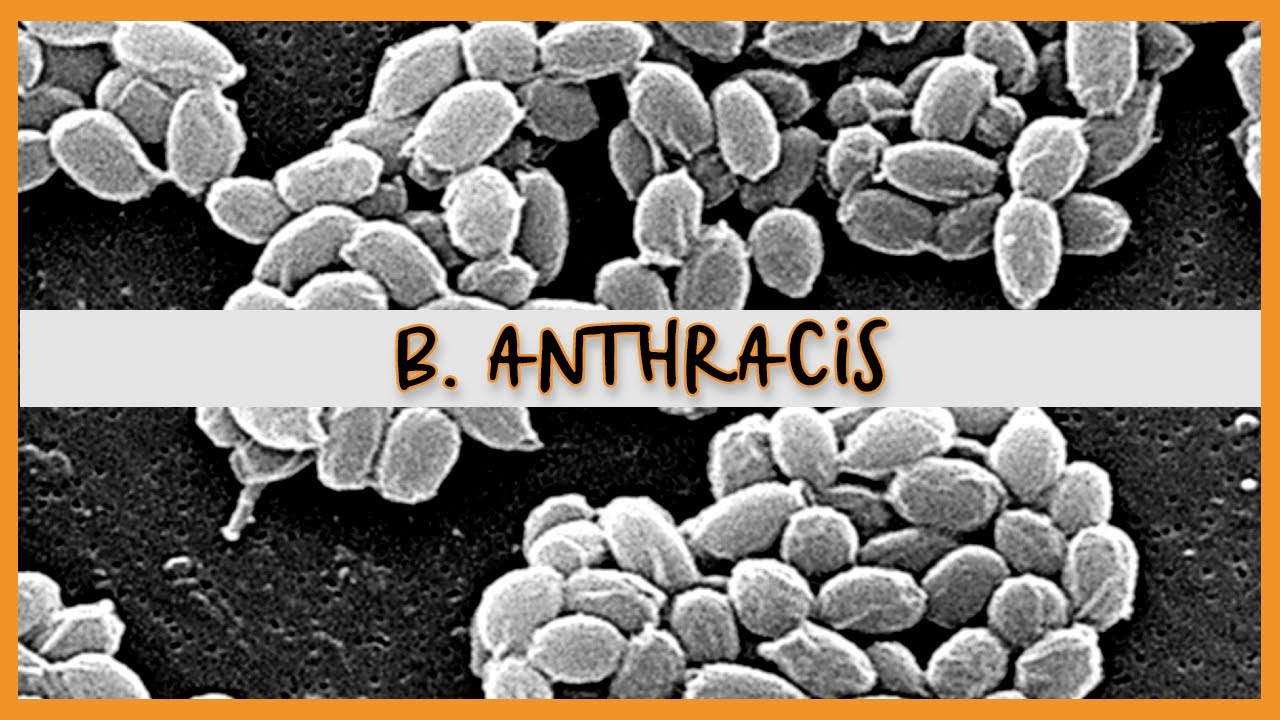 Bacillus Anthracis