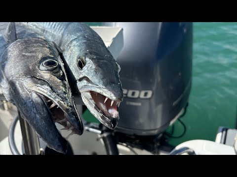 Punta Cana Ocean Adventure: Swimming with Sharks, Stingrays &amp; Fishing the Reef