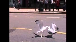 preview picture of video 'Seagull fight Bognor'