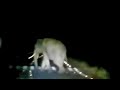 Coorg Elephant Road Crossing Night Time