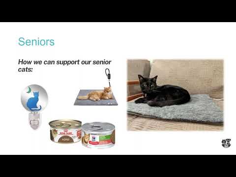 Keeping Adult and Senior Cats Active