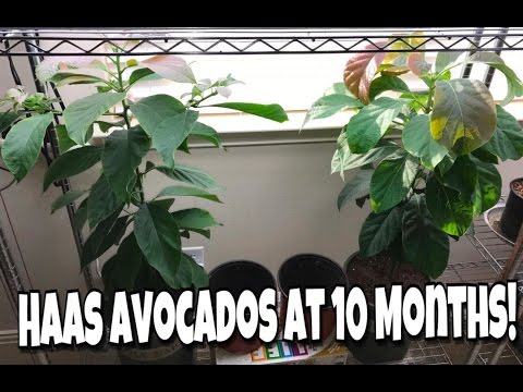 download lagu mp3 mp4 Avocado Tree House, download lagu Avocado Tree House gratis, unduh video klip Avocado Tree House