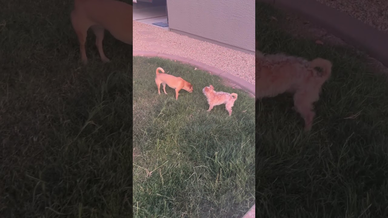 Enlarge Scoot, an adopted mixed breed in Phoenix, AZ video 5/5