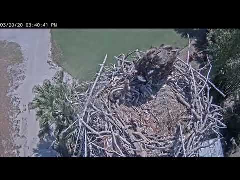 Sibling rivalry, 3/20/20 - VGCC osprey nest