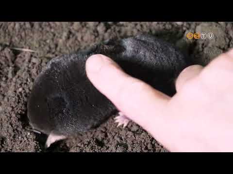 A közönséges vakond lett az év emlőse