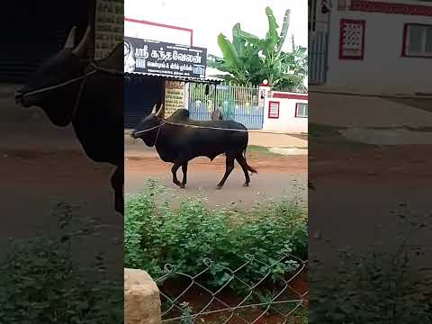 kutti Puli mass video Nível Vera #whatsappstatus #tendências #jallikattu #shorts 💥💖❣️