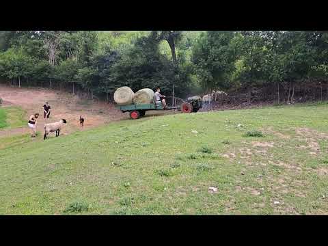 Monax beim Heutransport