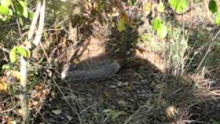 preview picture of video 'Python snake regurgitates rabbit on my farm - Funny Audio Commentary'