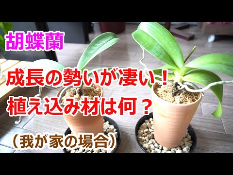 園芸 胡蝶蘭にいつ、どのように水をやるのですか?