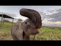 Playtime with Baby Elephant Phabeni and A Glimpse of Tusks!
