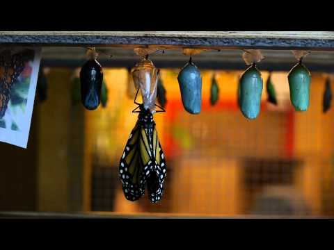 Geboorte Monarch vlinder 10-01-2014 in Amazonica Blijdorp