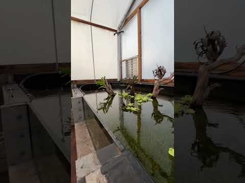 Greenhouse is really about to start transforming now 🤔 #greenhouse #diy #plants