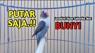 Download lagu Lovebird Ngekek Panjang TOP Memancing BUNYI, PUTAR SEKALI Lovebird DIAM langsung BUNYI mp3