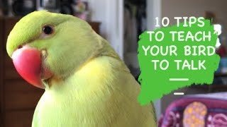10 TIPS TO TEACH YOUR BIRD TO TALK | Simple tips