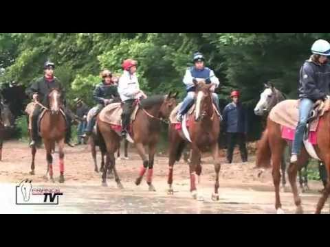 Un matin à l'entrainement avec Goldikova